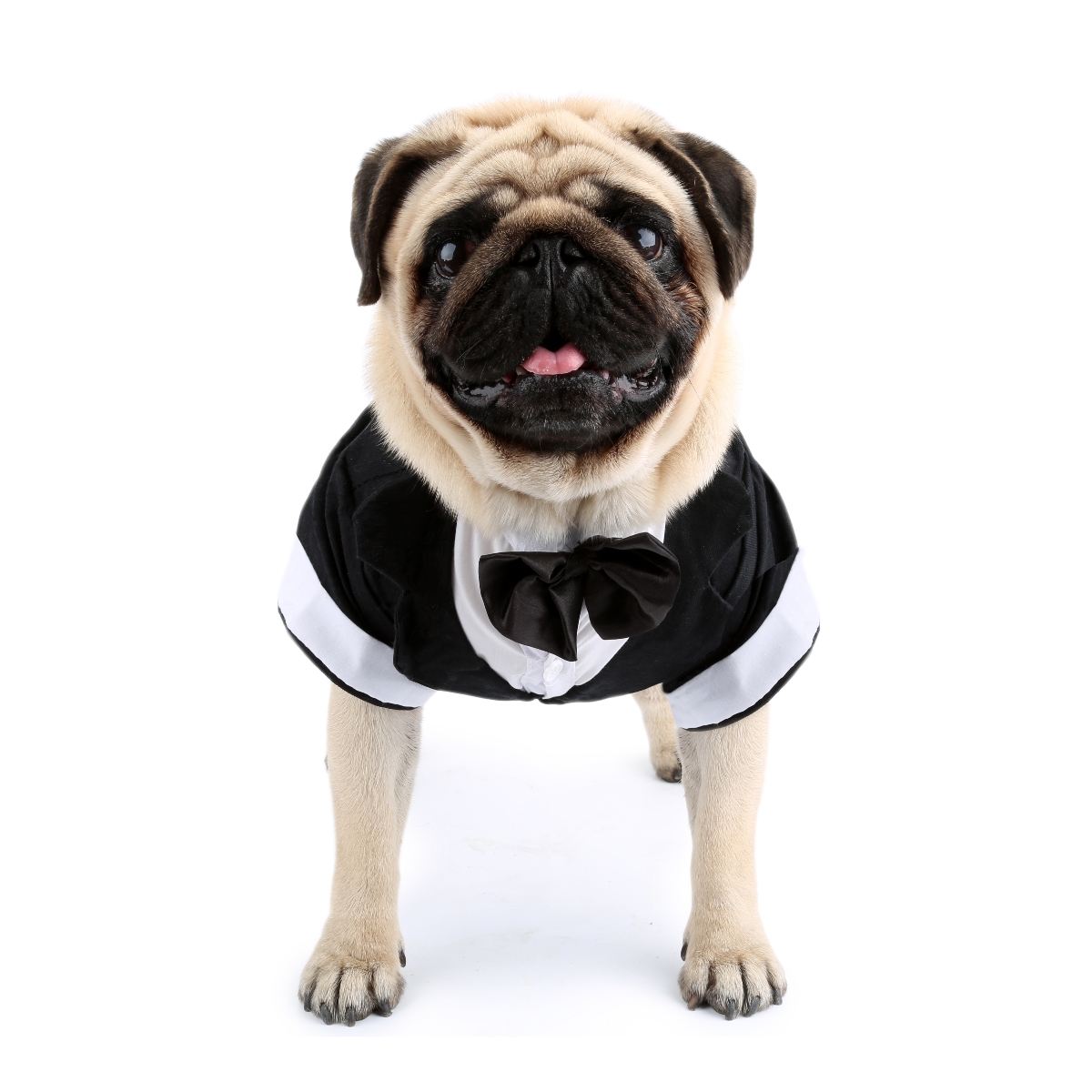 フォーマルなラップトップスーツ,犬と猫のための蝶ネクタイ付き - Pet Supplies Co のレビューと価格