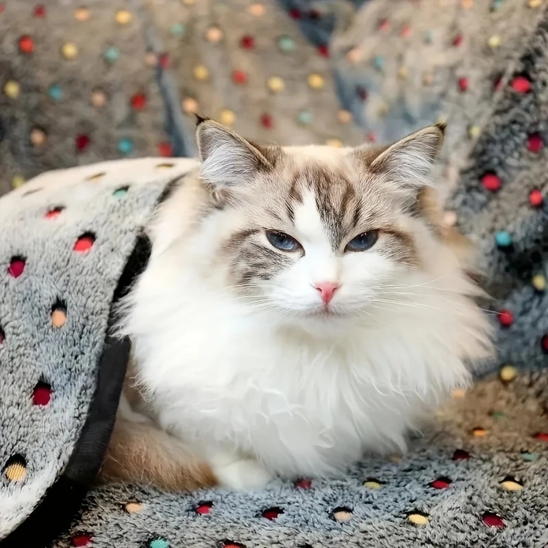 3枚セット ソフトふわふわペットブランケット 可愛いドット柄 - Pet Supplies Store のレビューと価格